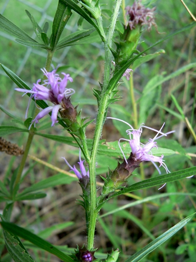 {Liatris hirsuta}